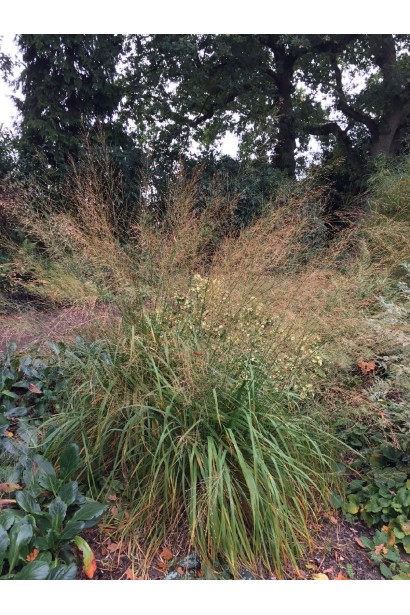 Молінія очеретяна Фонтейн 